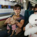 테마 애견 이미지