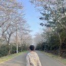 신풍리마을 | 제주 벚꽃 명소 시기 실시간 신풍리 벚꽃 4월 성산 신풍레포츠공원