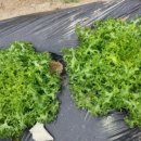 이가네농장 이미지