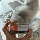 필로네이처 | 고양이 습식사료 내돈내산, 냥님 취향 추천후기 (조공 습식캔, 알모네이쳐, 아보덤, 퓨리나, 보레알)