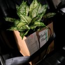 더 타이어샵 옥계점 | 싱싱한 생화 가득한 구미 옥계 꽃집 플로드제이