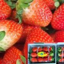 옥종농장 이미지