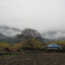 구례 산수유 축제-하위마을 이미지