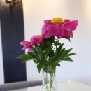 카페호와 이미지