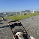 캠프바베큐 | [김포캠핑식당] 애견동반 가능한 당일치기 바베큐 글램핑 캠프그레잇 후기