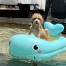 강아지숲 박물관 | 춘천 강아지 수영장 강아지숲 네이처풀 내돈내산 후기, 방갈로 이용 주의할 점