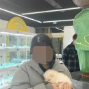 인천강아지분양 테디럽 이미지