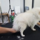 보드레도그 이미지
