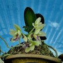 대엽풍란 이미지