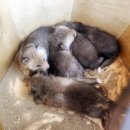 서울대공원 이미지