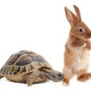 토끼와거북이 이미지