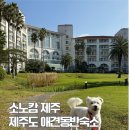 애경동물병원 | [애견동반 숙박리뷰]소노캄 제주 펫프렌들리 강아지와 함께 제주도 숙박 후기 펫룸