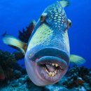 B & S GYM | 발리 :: 누사페니다 OK 트립 만타 투어 후기 &amp; 크리스탈 비치 &amp; 아목 선셋