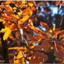 한국의 자원식물. 가을 늦게까지 잎을 달고 있는 참나무류, 갈참나무[檞櫟] 이미지