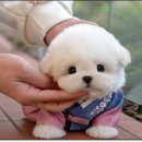 부산강아지분양 앨리펫 | 부산강아지분양 소개하는 펫샵