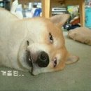 용출