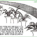 한국춘란의 6월달 재배관리 이미지