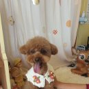 예쁘개 반려견미용샵 이미지