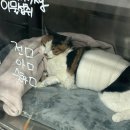24시배곧스마트동물의료센터 | 고양이 선형 이물질 개복수술 후기, 강급 그리고 전쟁