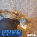 사람이 좋아 살인범에게도 다가가 무참히 내리쳐진 '고양이 두부'를 위한 청원 마무리 1주일 부족한 6만명 이미지