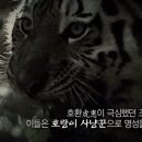 백정 이미지