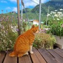 나리 야영장 옆 이미지