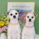 소우주 애견미용실 이미지