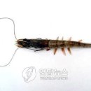 대도시빌딩 이미지