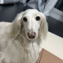 (주더조은펫타운 | 무더운여름 댕댕이도 시원하게 강아지쿨매트 펫조은자리 강아지방석