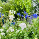 동창천주차장(의용소방대옆) | 가평 명지계곡 호수유원지 평상 대여 후기