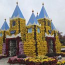 유성 국화축제 이미지