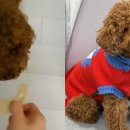 과자한입 이미지