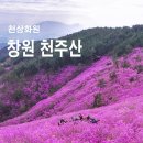 진달래 천국, 창원 천주산 진달래산행 이미지