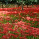 불갑사관광지 이미지