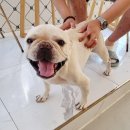 뽀도독 애견 카페 이미지