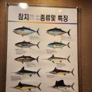현구운수 | 참치현 평택 참치 맛집 오도로 배꼽살 가마뱃살까지 다양하게