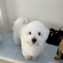 피자파는집서수원점 | 돌아온 일상 이야기