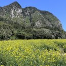 유채향 민박 | 4월 제주 서귀포 산방산 유채꽃 개화 상황, 입장료, 사진 꿀팁 총정리