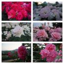 조선대학교 이미지