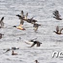 홍도축산 이미지