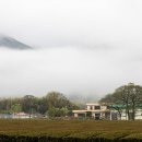 전남 강진군 성전면 월남리 78-5 | 비 온 다음날 만난 구름 풍경 – 강진다원, 무위사, 월남사지와 월출산