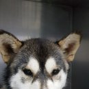 서수원동물병원 이미지