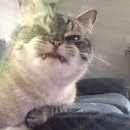 [스크렙]세상 귀엽고 웃긴 고양이 표정 모음 이미지