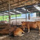 천장축산 이미지