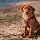 큰맘할매순대국춘장대점 이미지