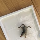 해충112