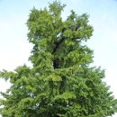 빛나는 강아지 이미지