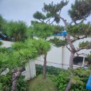 대동농약종묘사 이미지