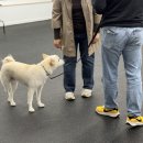 엔젤짐 반려견 아카데미 이미지