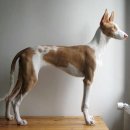 와이드비전 이미지